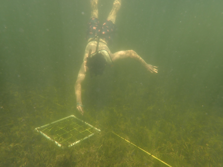 A student diving underwater measures seagrass height.