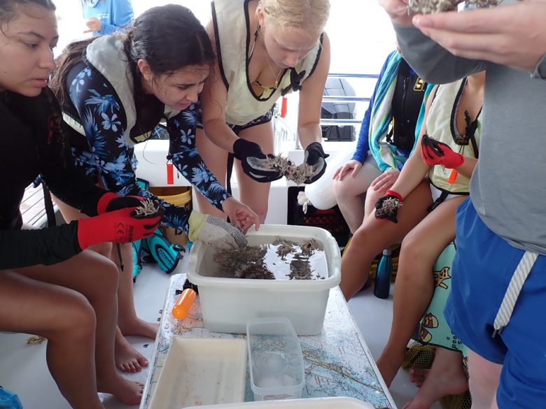 A group of students observe algal specimens in a bucket. 