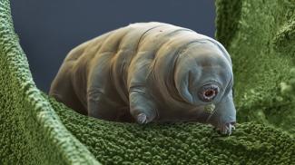 Water Bear