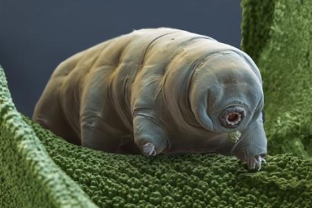 Water Bear